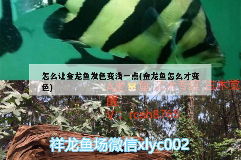 怎么讓金龍魚(yú)發(fā)色變淺一點(diǎn)(金龍魚(yú)怎么才變色) 水族燈（魚(yú)缸燈）