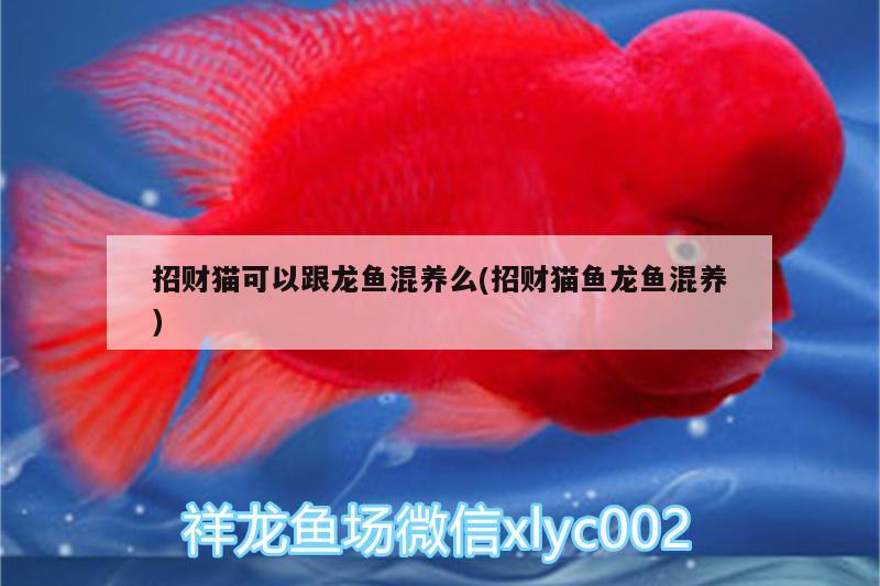 招財(cái)貓可以跟龍魚混養(yǎng)么(招財(cái)貓魚龍魚混養(yǎng)) 黑水素