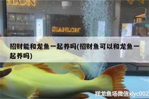 招財(cái)能和龍魚一起養(yǎng)嗎(招財(cái)魚可以和龍魚一起養(yǎng)嗎) 藍(lán)底過(guò)背金龍魚