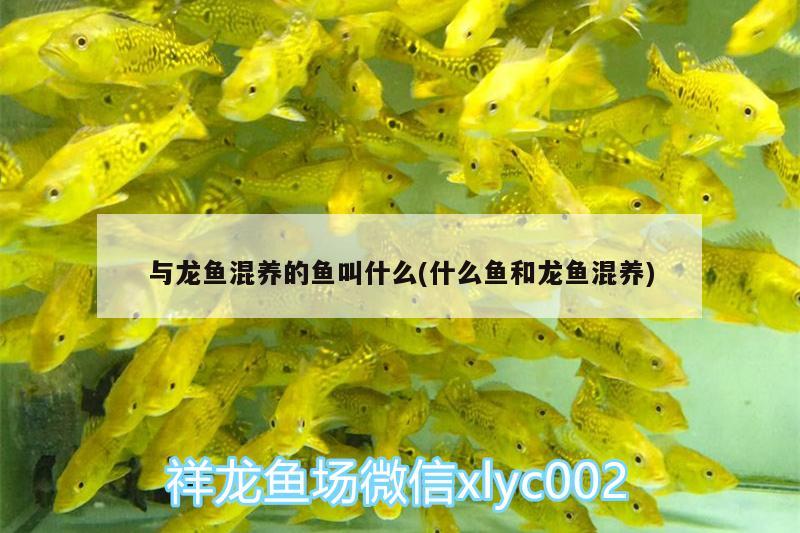 與龍魚(yú)混養(yǎng)的魚(yú)叫什么(什么魚(yú)和龍魚(yú)混養(yǎng)) 南美異型魚(yú)