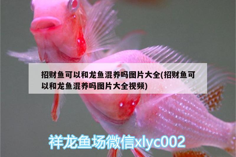 招財(cái)魚可以和龍魚混養(yǎng)嗎圖片大全(招財(cái)魚可以和龍魚混養(yǎng)嗎圖片大全視頻) 青龍魚