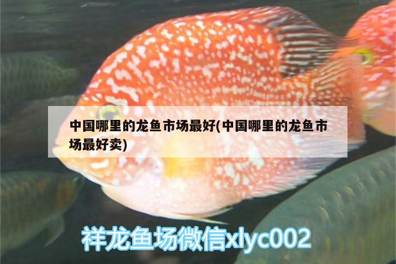 中國哪里的龍魚市場最好(中國哪里的龍魚市場最好賣)