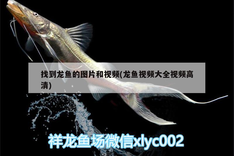 找到龍魚(yú)的圖片和視頻(龍魚(yú)視頻大全視頻高清)