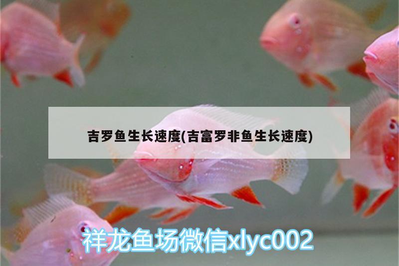 吉羅魚生長速度(吉富羅非魚生長速度) 金龍福龍魚