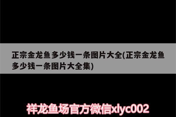 正宗金龍魚多少錢一條圖片大全(正宗金龍魚多少錢一條圖片大全集) 青龍魚