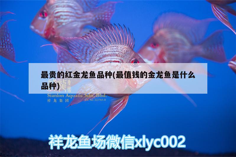 最貴的紅金龍魚品種(最值錢的金龍魚是什么品種) 黃金河虎魚