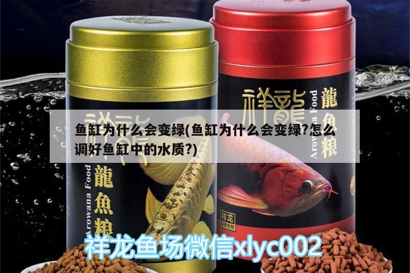 魚缸為什么會變綠(魚缸為什么會變綠?怎么調好魚缸中的水質?) 野生埃及神仙魚 第1張