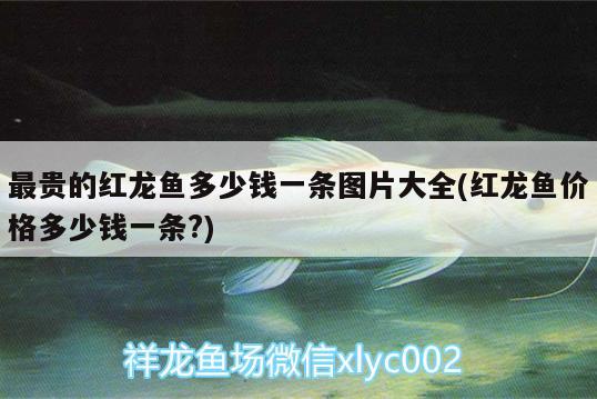 最貴的紅龍魚(yú)多少錢(qián)一條圖片大全(紅龍魚(yú)價(jià)格多少錢(qián)一條?)