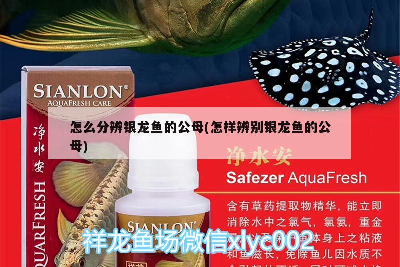 怎么分辨銀龍魚的公母(怎樣辨別銀龍魚的公母) 銀龍魚