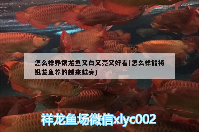 怎么樣養(yǎng)銀龍魚又白又亮又好看(怎么樣能將銀龍魚養(yǎng)的越來越亮) 銀龍魚