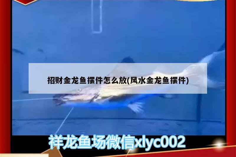 招財(cái)金龍魚(yú)擺件怎么放(風(fēng)水金龍魚(yú)擺件) 魚(yú)缸風(fēng)水