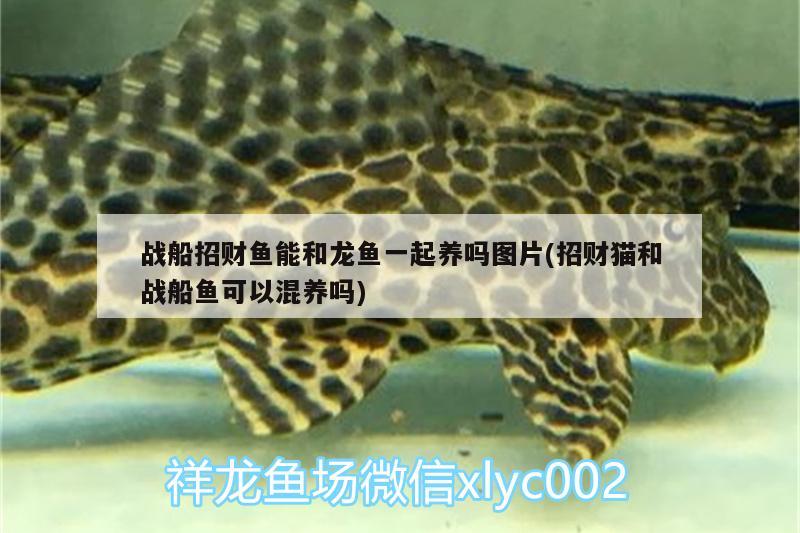 戰(zhàn)船招財魚能和龍魚一起養(yǎng)嗎圖片(招財貓和戰(zhàn)船魚可以混養(yǎng)嗎) 野彩魚