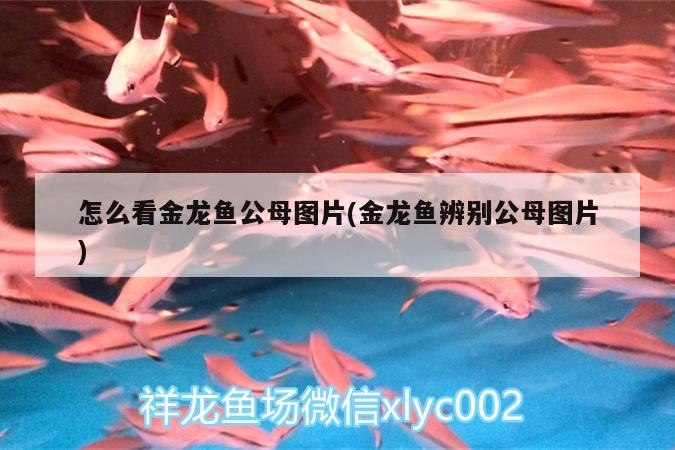 怎么看金龍魚(yú)公母圖片(金龍魚(yú)辨別公母圖片)