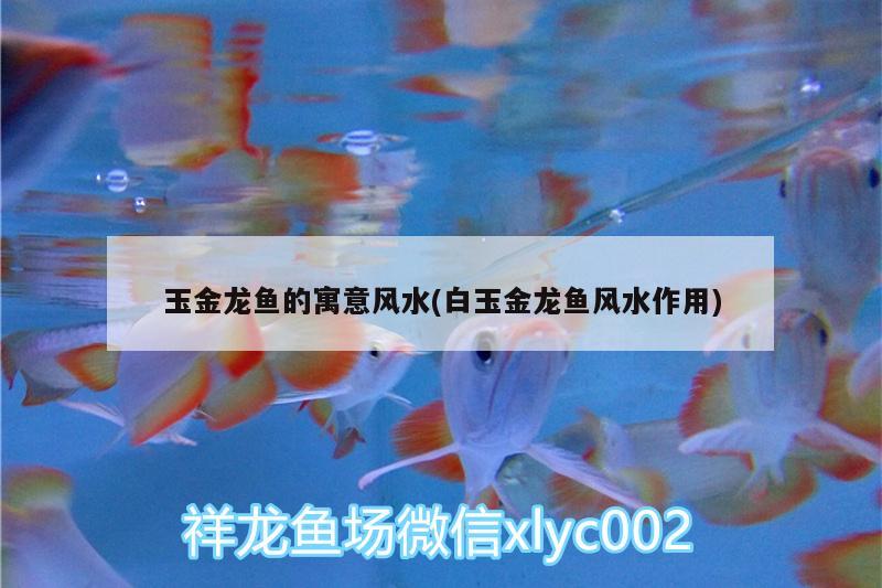 玉金龍魚的寓意風水(白玉金龍魚風水作用)