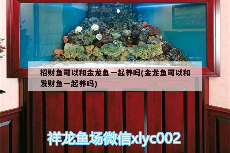 招財魚可以和金龍魚一起養(yǎng)嗎(金龍魚可以和發(fā)財魚一起養(yǎng)嗎) 黑金魟魚