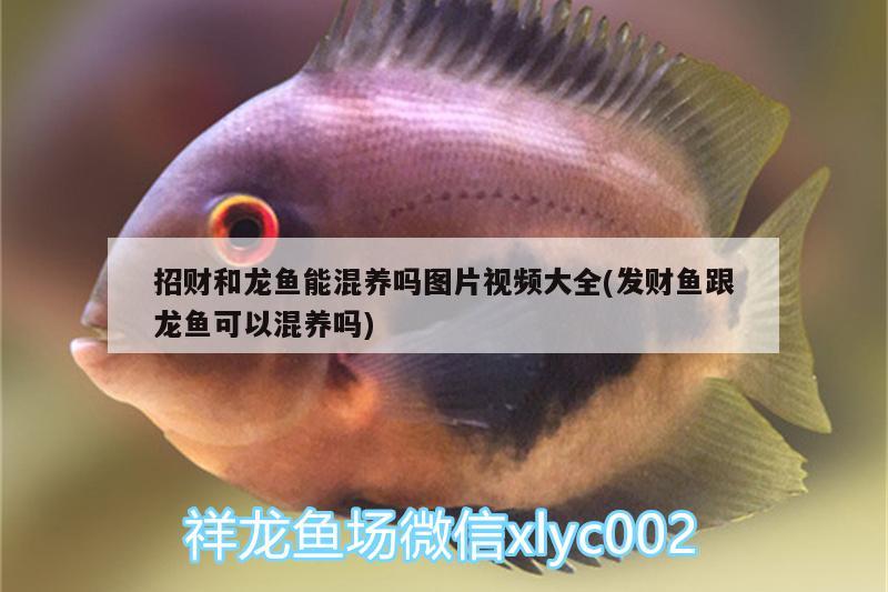 招財和龍魚能混養(yǎng)嗎圖片視頻大全(發(fā)財魚跟龍魚可以混養(yǎng)嗎)