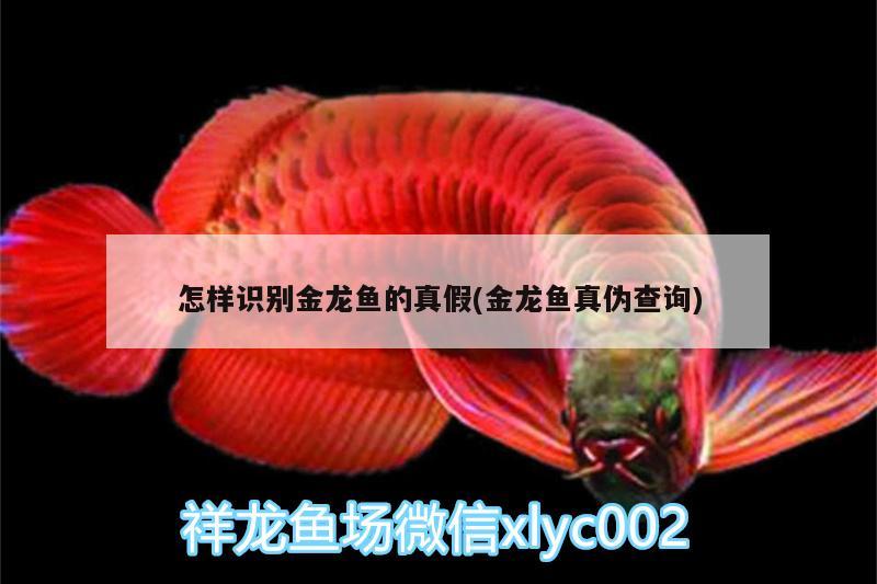 怎樣識別金龍魚的真假(金龍魚真?zhèn)尾樵? 魟魚百科 第1張