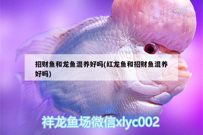 招財(cái)魚和龍魚混養(yǎng)好嗎(紅龍魚和招財(cái)魚混養(yǎng)好嗎) 圖騰金龍魚