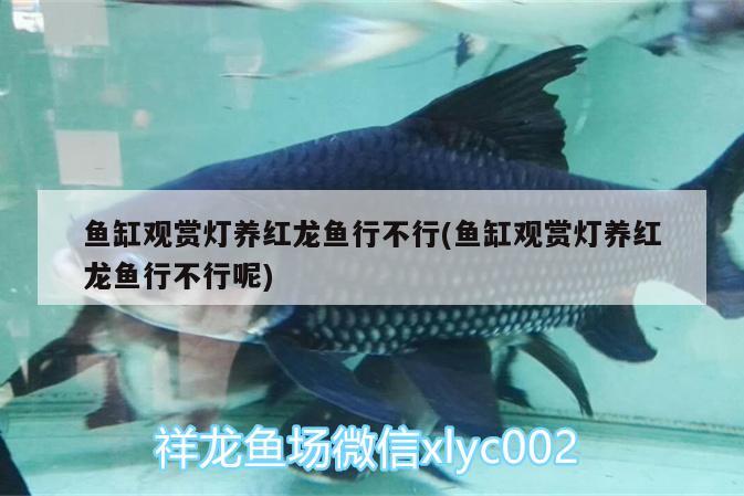 魚缸觀賞燈養(yǎng)紅龍魚行不行(魚缸觀賞燈養(yǎng)紅龍魚行不行呢)