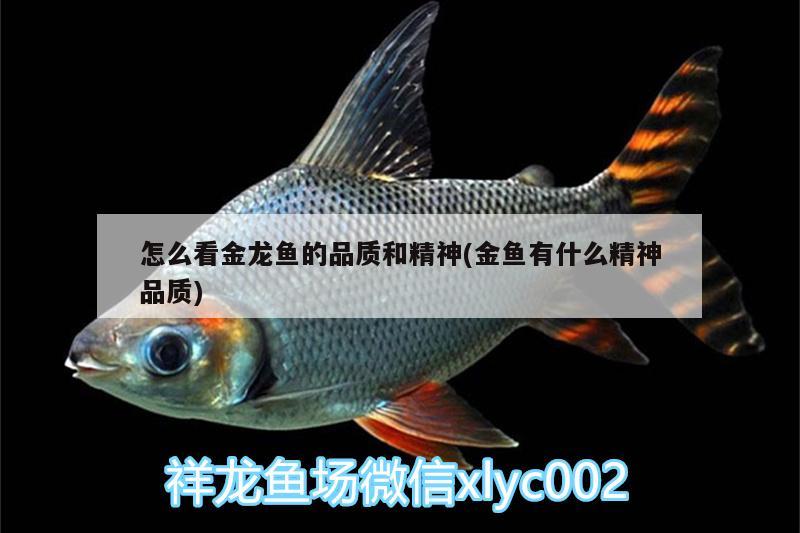 怎么看金龍魚的品質和精神(金魚有什么精神品質) 充氧泵