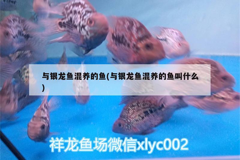 與銀龍魚(yú)混養(yǎng)的魚(yú)(與銀龍魚(yú)混養(yǎng)的魚(yú)叫什么) 銀龍魚(yú)