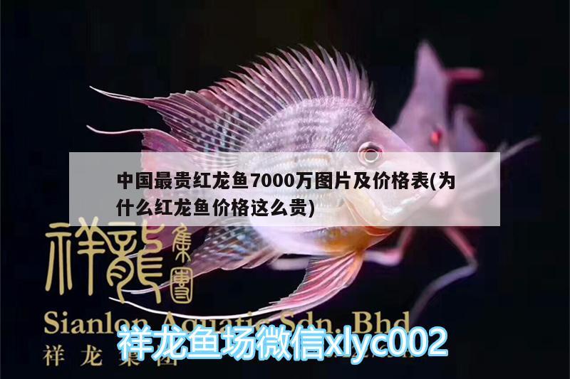 中國最貴紅龍魚7000萬圖片及價格表(為什么紅龍魚價格這么貴) 暹羅巨鯉