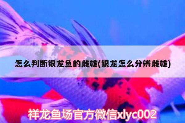 怎么判斷銀龍魚的雌雄(銀龍?jiān)趺捶直娲菩? 銀龍魚百科