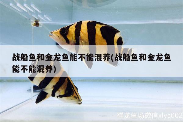 戰(zhàn)船魚和金龍魚能不能混養(yǎng)(戰(zhàn)船魚和金龍魚能不能混養(yǎng))