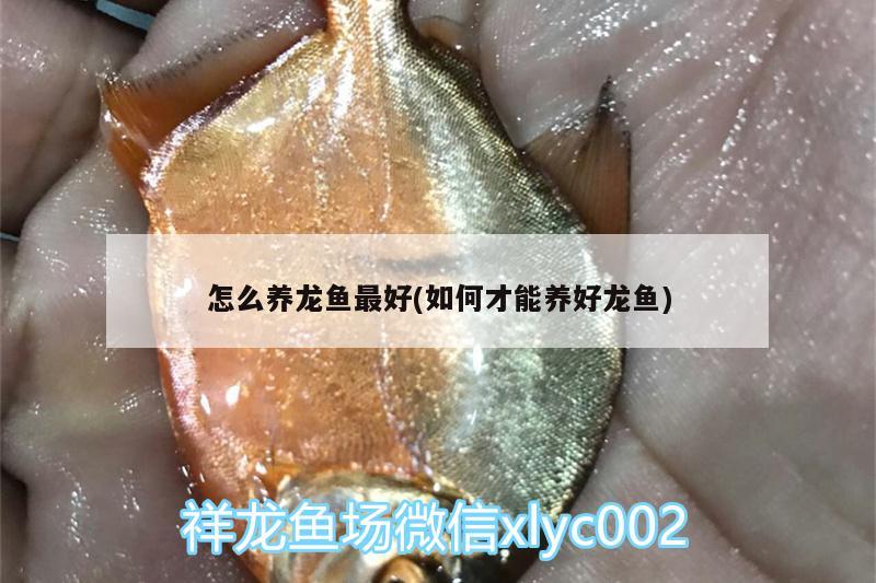 怎么養(yǎng)龍魚最好(如何才能養(yǎng)好龍魚)