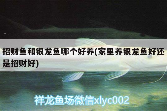 招財(cái)魚和銀龍魚哪個(gè)好養(yǎng)(家里養(yǎng)銀龍魚好還是招財(cái)好) 銀龍魚