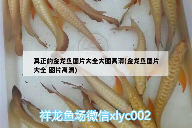 真正的金龍魚圖片大全大圖高清(金龍魚圖片大全圖片高清) 廣州水族器材濾材批發(fā)市場(chǎng)