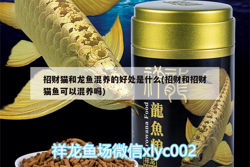 招財(cái)貓和龍魚混養(yǎng)的好處是什么(招財(cái)和招財(cái)貓魚可以混養(yǎng)嗎) 印尼四紋虎