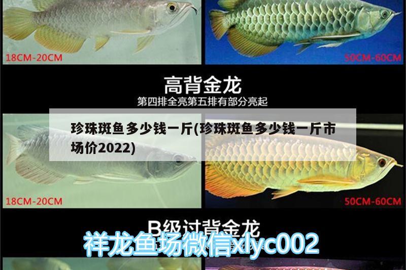 珍珠斑魚多少錢一斤(珍珠斑魚多少錢一斤市場價2022) 戰(zhàn)車紅龍魚