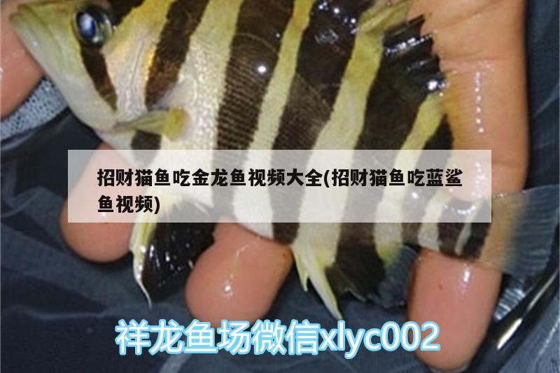 招財貓魚吃金龍魚視頻大全(招財貓魚吃藍(lán)鯊魚視頻)