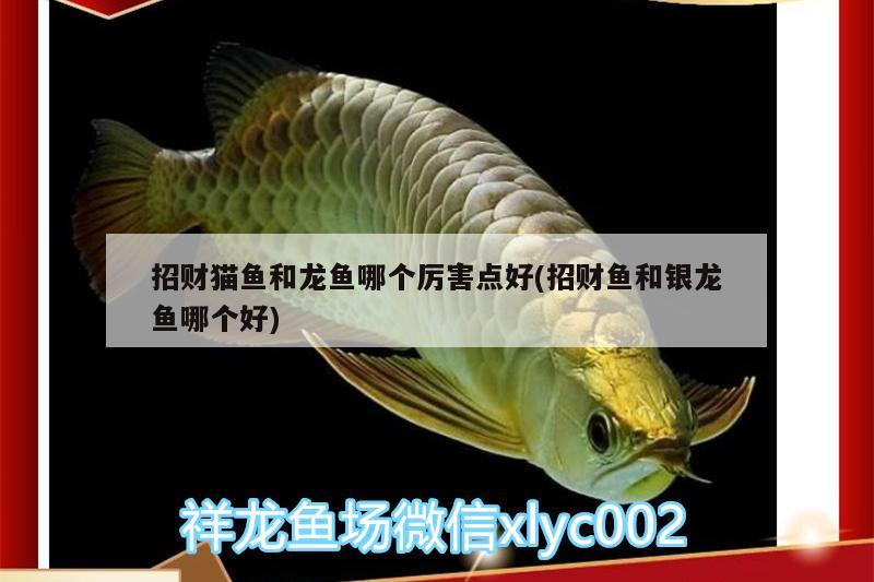 招財貓魚和龍魚哪個厲害點好(招財魚和銀龍魚哪個好)