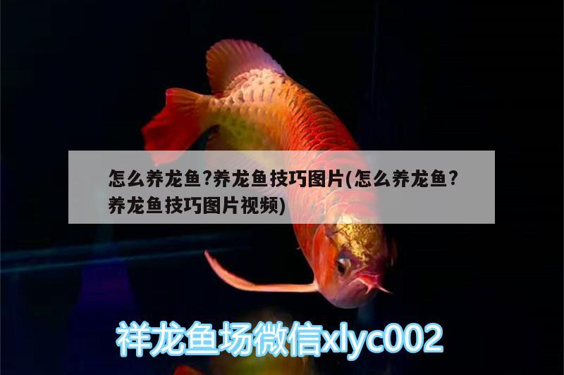 怎么養(yǎng)龍魚?養(yǎng)龍魚技巧圖片(怎么養(yǎng)龍魚?養(yǎng)龍魚技巧圖片視頻)