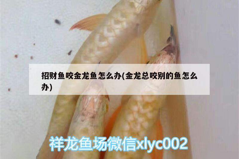 招財(cái)魚(yú)咬金龍魚(yú)怎么辦(金龍總咬別的魚(yú)怎么辦)