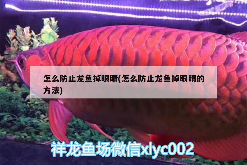 怎么防止龍魚掉眼睛(怎么防止龍魚掉眼睛的方法) 短身紅龍魚