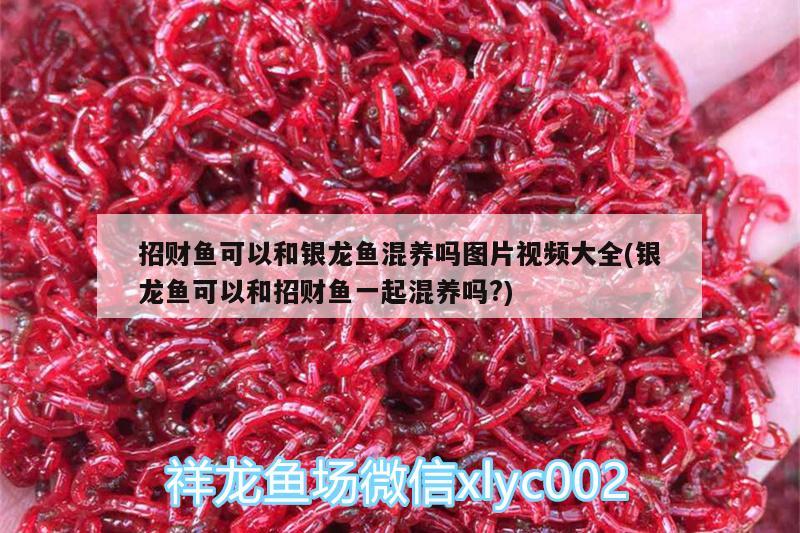 招財(cái)魚可以和銀龍魚混養(yǎng)嗎圖片視頻大全(銀龍魚可以和招財(cái)魚一起混養(yǎng)嗎?) 銀龍魚百科