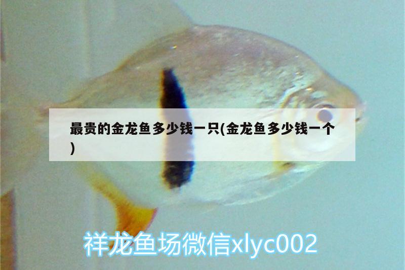 最貴的金龍魚多少錢一只(金龍魚多少錢一個)