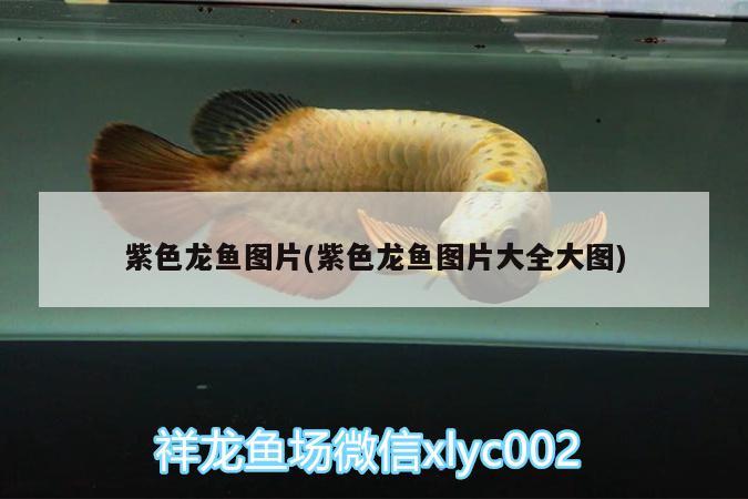 紫色龍魚圖片(紫色龍魚圖片大全大圖)