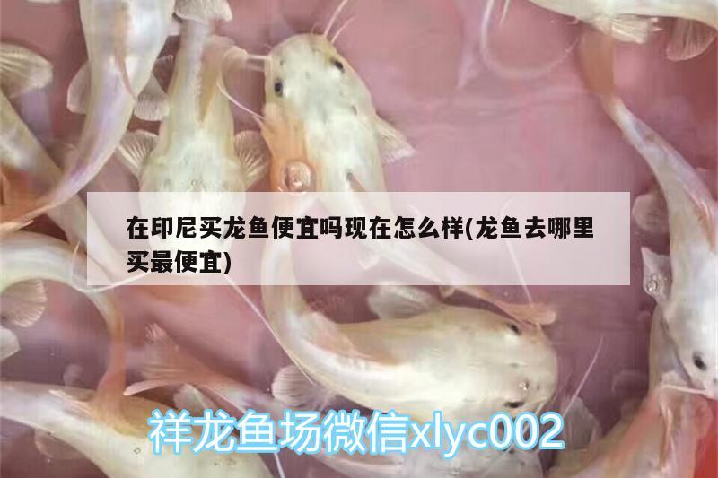 在印尼買龍魚便宜嗎現(xiàn)在怎么樣(龍魚去哪里買最便宜)