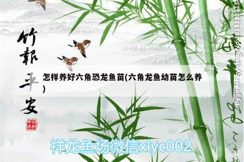 怎樣養(yǎng)好六角恐龍魚苗(六角龍魚幼苗怎么養(yǎng)) 藍(lán)底過背金龍魚