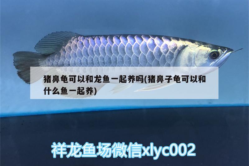 豬鼻龜可以和龍魚一起養(yǎng)嗎(豬鼻子龜可以和什么魚一起養(yǎng)) 豬鼻龜