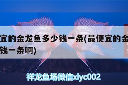 最便宜的金龍魚(yú)多少錢(qián)一條(最便宜的金龍魚(yú)多少錢(qián)一條啊)