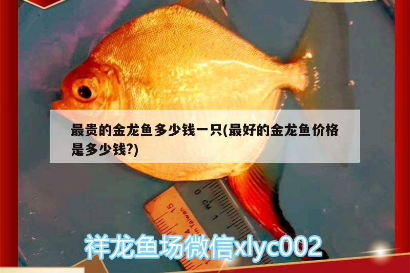 最貴的金龍魚多少錢一只(最好的金龍魚價格是多少錢?) 廣州觀賞魚魚苗批發(fā)市場