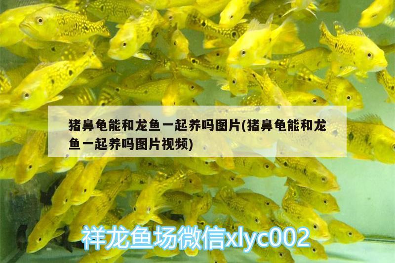 豬鼻龜能和龍魚一起養(yǎng)嗎圖片(豬鼻龜能和龍魚一起養(yǎng)嗎圖片視頻)