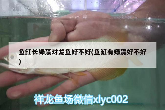 魚缸長綠藻對龍魚好不好(魚缸有綠藻好不好) 羽毛刀魚苗