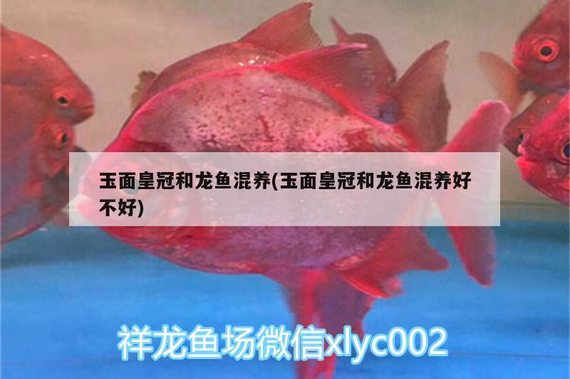 玉面皇冠和龍魚混養(yǎng)(玉面皇冠和龍魚混養(yǎng)好不好)