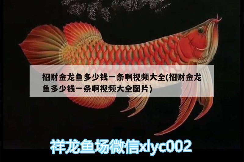 招財金龍魚多少錢一條啊視頻大全(招財金龍魚多少錢一條啊視頻大全圖片) 紅尾平克魚